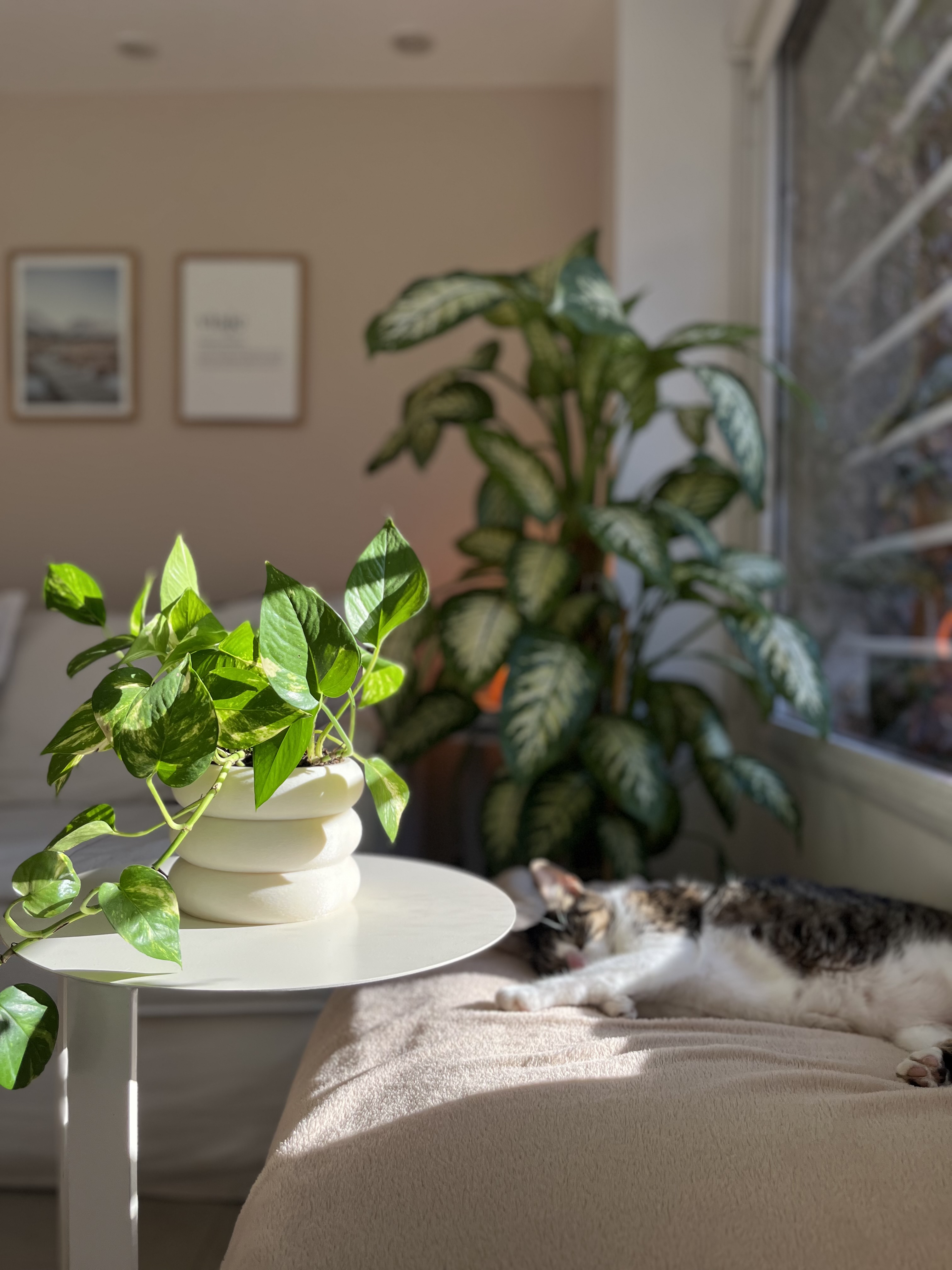 Comfy studio — imagen 1